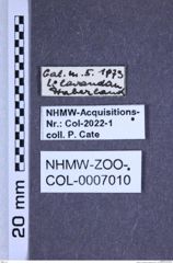 Etiketten zu Cardiophorus biguttatus (Olivier, 1790) (NHMW-ZOO-COL-0007010)